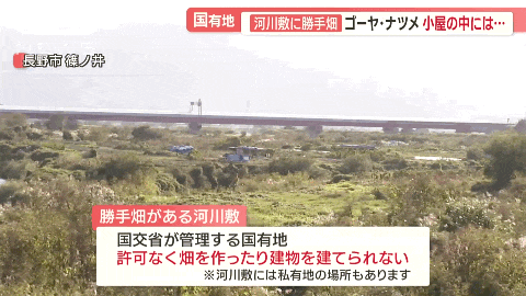 中国大爷大妈组团到日本非法种菜，有人用20年将国有河道种成“开心农场”…-同舟