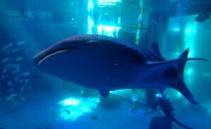 能登半島地震の被災で、水族館のジンベイザメが全て亡くなってしまう…-同舟
