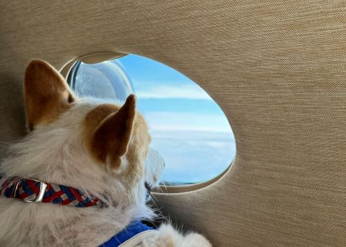 【朗報】飛行機ペット論争に新たな選択肢が！→「ペット同伴のご旅行に弊社プライベートジェットはいかがですか？片道110万円からです」-同舟