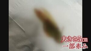 「このキムチ変な味する・・・何これ、長ネギ？」→ガチでヤバすぎる物体が混入していた・・・-同舟