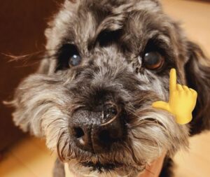 Xにて、犬をトリミングに出し「まつ毛は切らないで」と注文→間違えて切られた上に〇〇を使い無理矢理まつ毛を修復された内容が話題となり大炎上の事態に-同舟