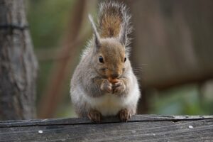 井の頭自然文化園でニホンリスが大量死！→体内から◯◯◯が検出される…-同舟