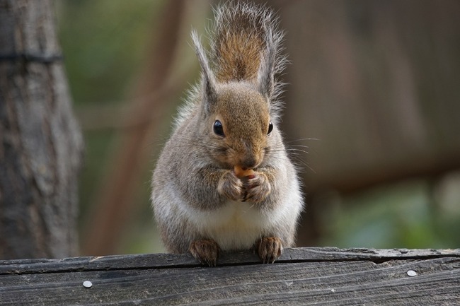 井の頭自然文化園でニホンリスが大量死！→体内から◯◯◯が検出される…-同舟