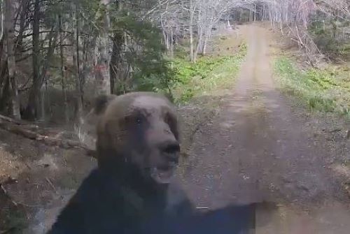 北海道でヒグマに襲われたX民さん、なぜか一部の界隈に叩かれる・・・-同舟