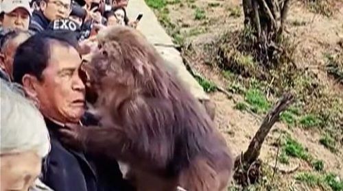お尻を触られてガチギレした中国のサル、男性に噛みつく→最悪の事実が判明・・・-同舟