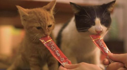 自民党との繋がりが暴露された「いなば食品」さん、まだまだヤバい情報が出てきてしまう・・・-同舟