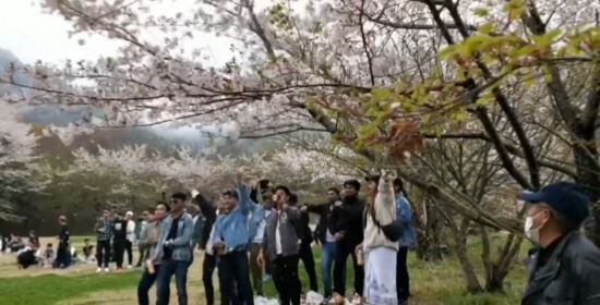 【動画】ミャンマー人、日本の公園で桜の木を揺らしながらバカ騒ぎしてしまう・・・-同舟