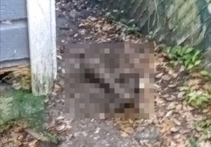 飼い主「庭で遊んでる犬が熱心に土を掘り始めた。なんか埋まってるのかな？…え！？」 → 土の中からヤバすぎる物が出てくる・・・-同舟