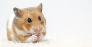 【酷すぎ】生きたハムスターをゆうパックや宅急便で送る事案が発生してしまう…-同舟