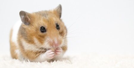 【酷すぎ】生きたハムスターをゆうパックや宅急便で送る事案が発生してしまう…-同舟