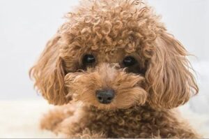 無登録でトリミングをやっていた動物病院、トイプードルがとんでもない死に方をしてしまう…-同舟