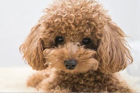 無登録でトリミングをやっていた動物病院、トイプードルがとんでもない死に方をしてしまう…-同舟