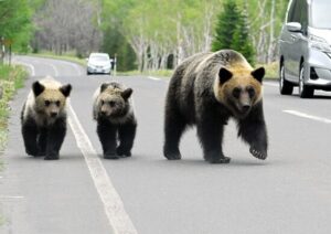 町長「クマ駆除の報酬増額するわ!やるっしょ?」猟友会「もうお前らと話し合う気はない」と冷たくあしらう-同舟