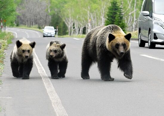 町長「クマ駆除の報酬増額するわ！やるっしょ？」猟友会「もうお前らと話し合う気はない」と冷たくあしらう-同舟