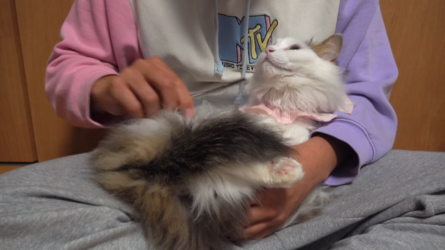 图片[3]-猫系YouTuberさん、独学で飼い猫をトリミング→ヤバすぎる仕上がりに視聴者ドン引き「猫がかわいそう」「素人がやるな」-同舟