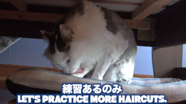 图片[7]-猫系YouTuberさん、独学で飼い猫をトリミング→ヤバすぎる仕上がりに視聴者ドン引き「猫がかわいそう」「素人がやるな」-同舟