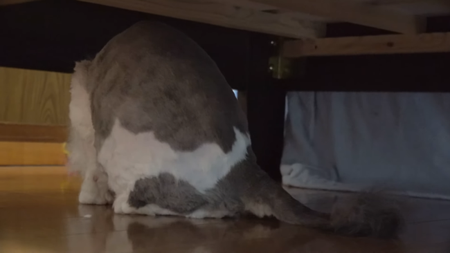 图片[8]-猫系YouTuberさん、独学で飼い猫をトリミング→ヤバすぎる仕上がりに視聴者ドン引き「猫がかわいそう」「素人がやるな」-同舟