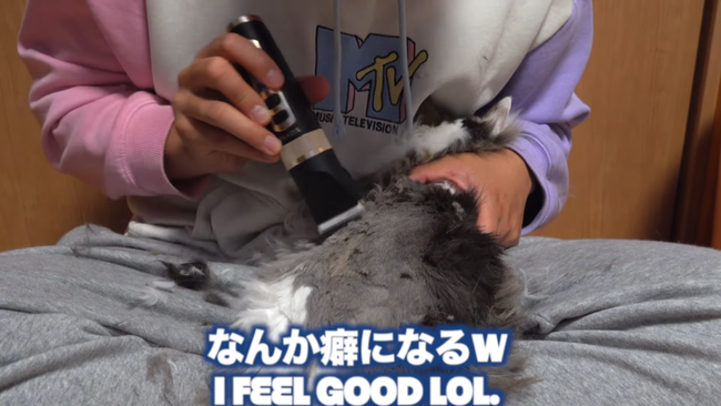 图片[4]-猫系YouTuberさん、独学で飼い猫をトリミング→ヤバすぎる仕上がりに視聴者ドン引き「猫がかわいそう」「素人がやるな」-同舟