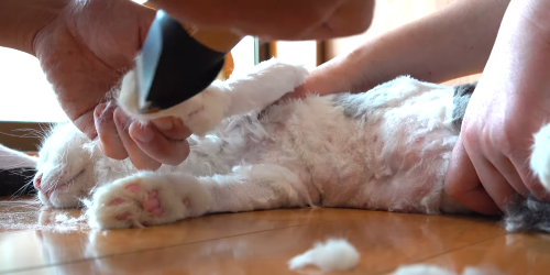 猫系YouTuberさん、独学で飼い猫をトリミング→ヤバすぎる仕上がりに視聴者ドン引き「猫がかわいそう」「素人がやるな」-同舟