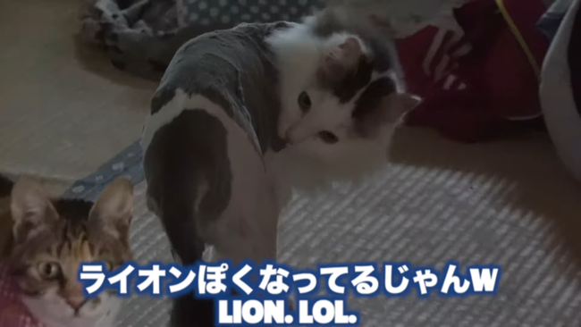 图片[9]-猫系YouTuberさん、独学で飼い猫をトリミング→ヤバすぎる仕上がりに視聴者ドン引き「猫がかわいそう」「素人がやるな」-同舟