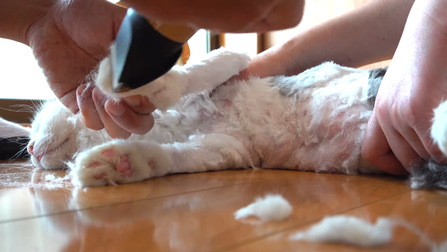 图片[6]-猫系YouTuberさん、独学で飼い猫をトリミング→ヤバすぎる仕上がりに視聴者ドン引き「猫がかわいそう」「素人がやるな」-同舟
