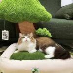 猫窝带猫爬架
绿色:
55*45*55cm中号一个起110元
65*5...-同舟