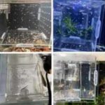 透明亚克力鱼类繁殖隔离盒
15元包邮-同舟