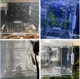 图片[4]-透明亚克力鱼类繁殖隔离盒
15元包邮-日本亚马逊论坛-海外推广-同舟